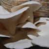 Kutchi Mushroom can cure Cancer?
