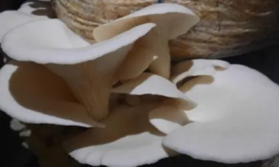 Kutchi Mushroom can cure Cancer?