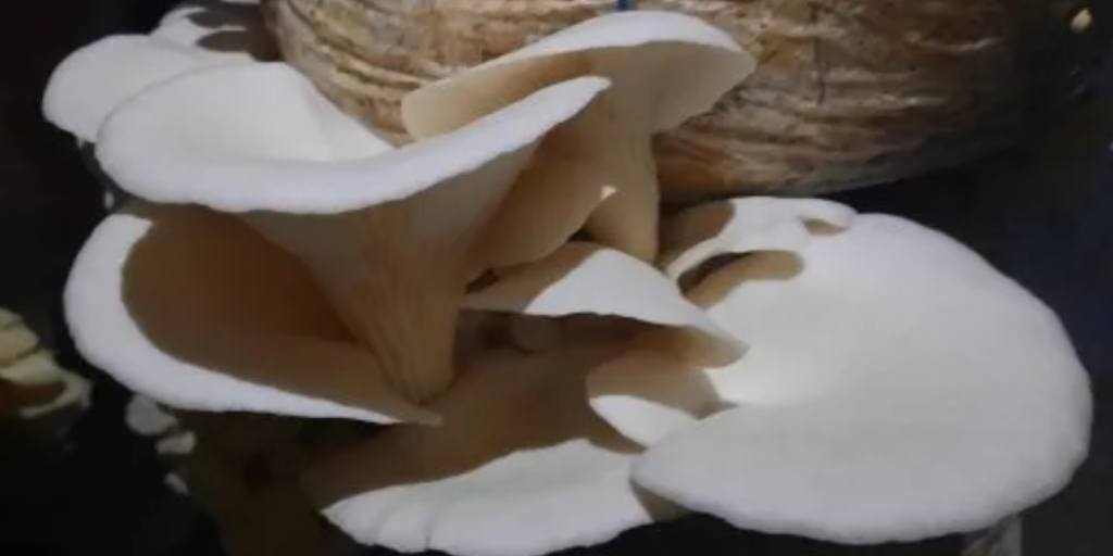 Kutchi Mushroom can cure Cancer?
