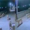 A viral clip of group of lions on Gujarat streets