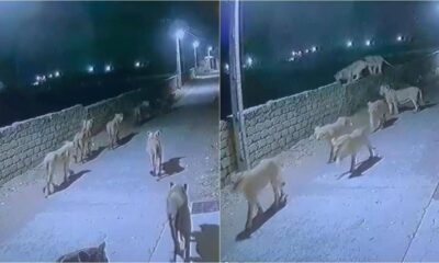 A viral clip of group of lions on Gujarat streets