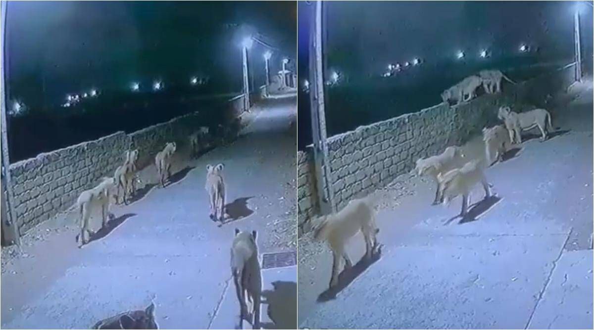 A viral clip of group of lions on Gujarat streets
