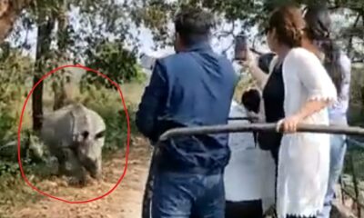 Jungle safari jeep attacked by rhinoceros