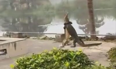 Monitor lizards hugging each other