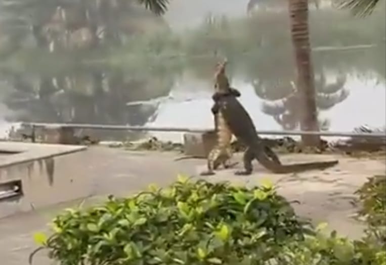 Monitor lizards hugging each other
