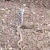 Unique snake was seen in Surendranagar Farm