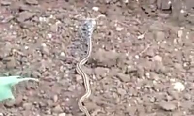 Unique snake was seen in Surendranagar Farm