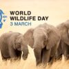 All you need to know about world wildlife day