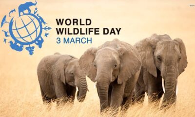 All you need to know about world wildlife day
