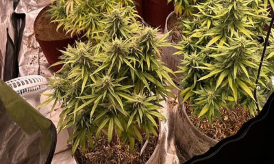 People arrested by for growing Cannabis