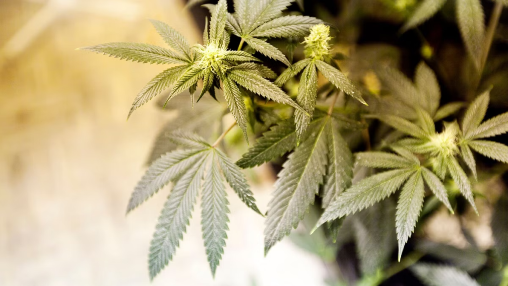 Three people arrested by Karnataka Police for growing Cannabis