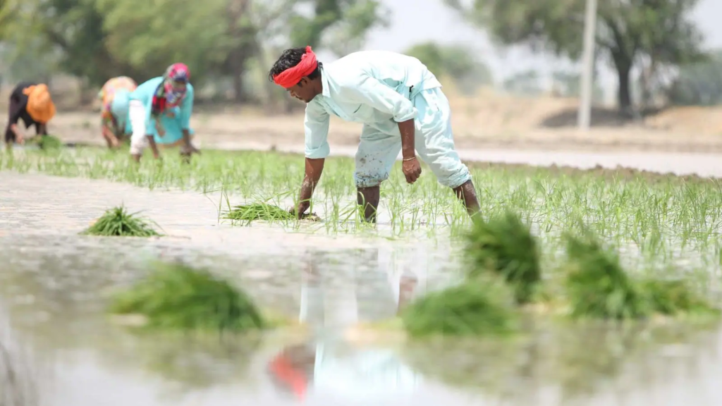Kharif crops MSP hike approved by The Union cabinet