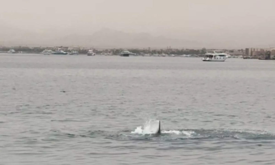 video of Man attacked by Tiger Shark in Egypt