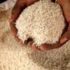 India bans rice exports