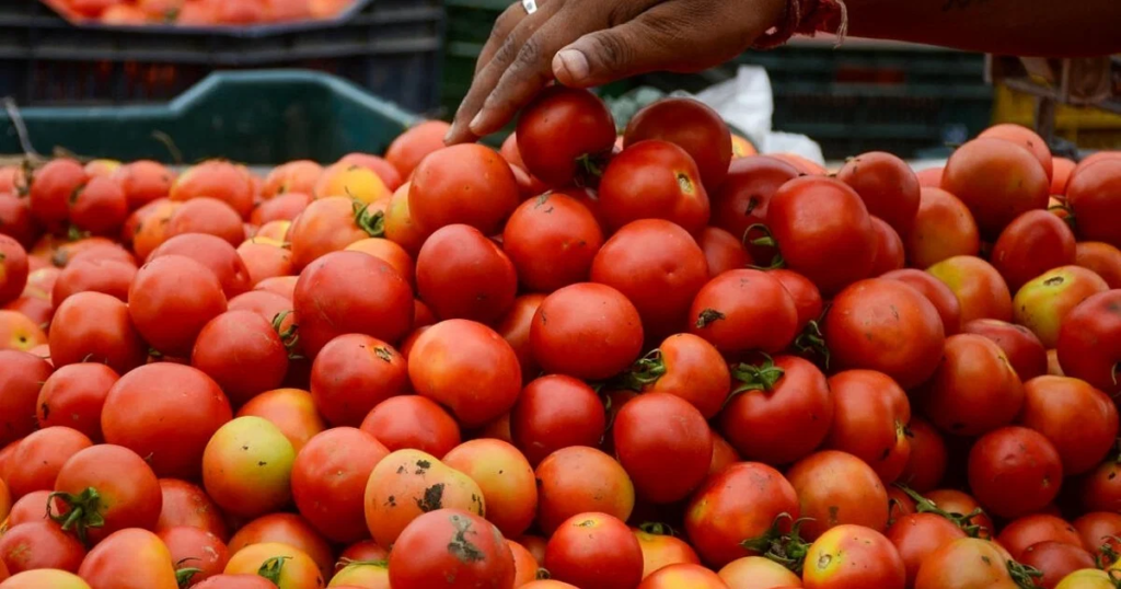 Good news there will be drop in tomato price soon
