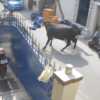 cow attacks small girl in Kerala