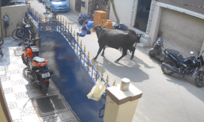 cow attacks small girl in Kerala