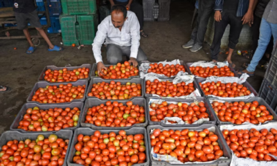 there will be drop in tomato prices soon