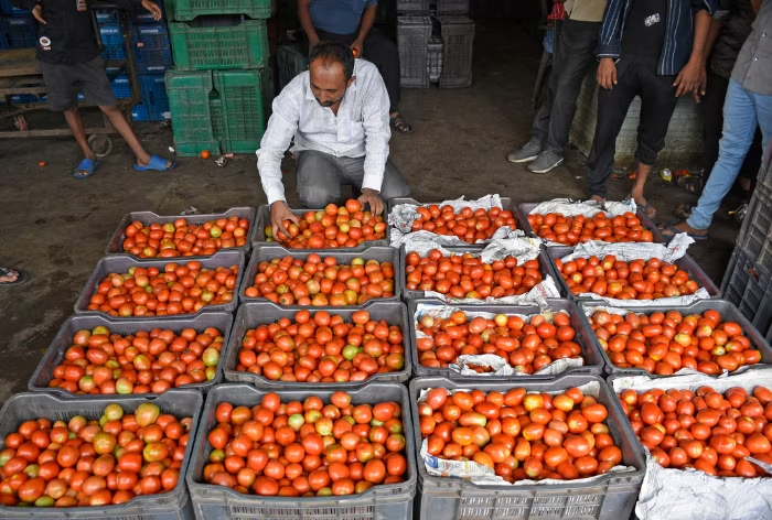 there will be drop in tomato prices soon