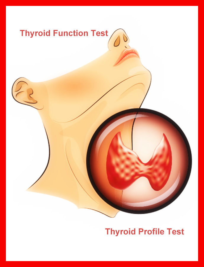 thyroid function test Indian daily post