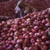 To control the price surge, the ban on onion export will remain in effect until March 31