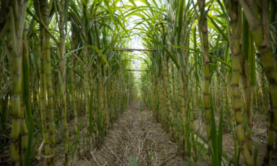 The high profitability of sugarcane highlights its importance in boosting agricultural incomes across the country.