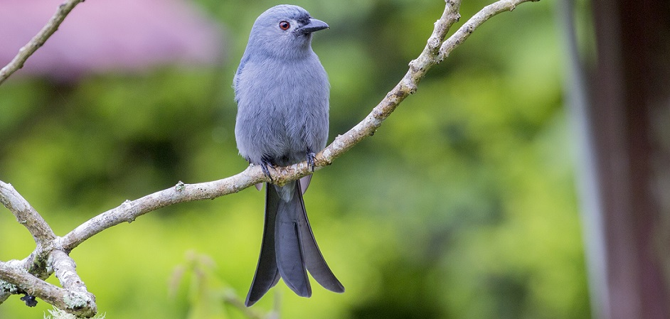 Birdwatchers at Gir National Park and Wildlife Sanctuary witnessed the first glimpse of a "Chinese white-cheeked ashy drongo."
