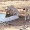 Gir Forest National Park has the difficulty of water scarcity during the hot summer months.
