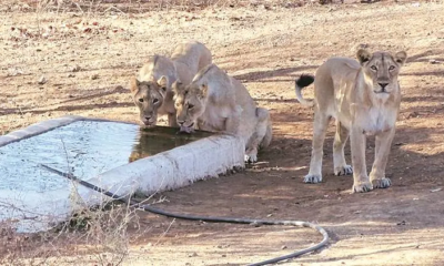 Gir Forest National Park has the difficulty of water scarcity during the hot summer months.