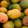 South Gujarat, famous as the state's "mango bowl," is significantly impacted, with major mango-growing areas like Surat, Navsari, and Valsad staring at heavy losses.