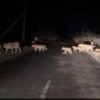 A pride of 14 lions, including lionesses and cubs, were caught on camera crossing a road near Gir National Park.