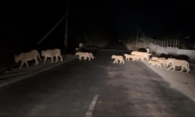 A pride of 14 lions, including lionesses and cubs, were caught on camera crossing a road near Gir National Park.