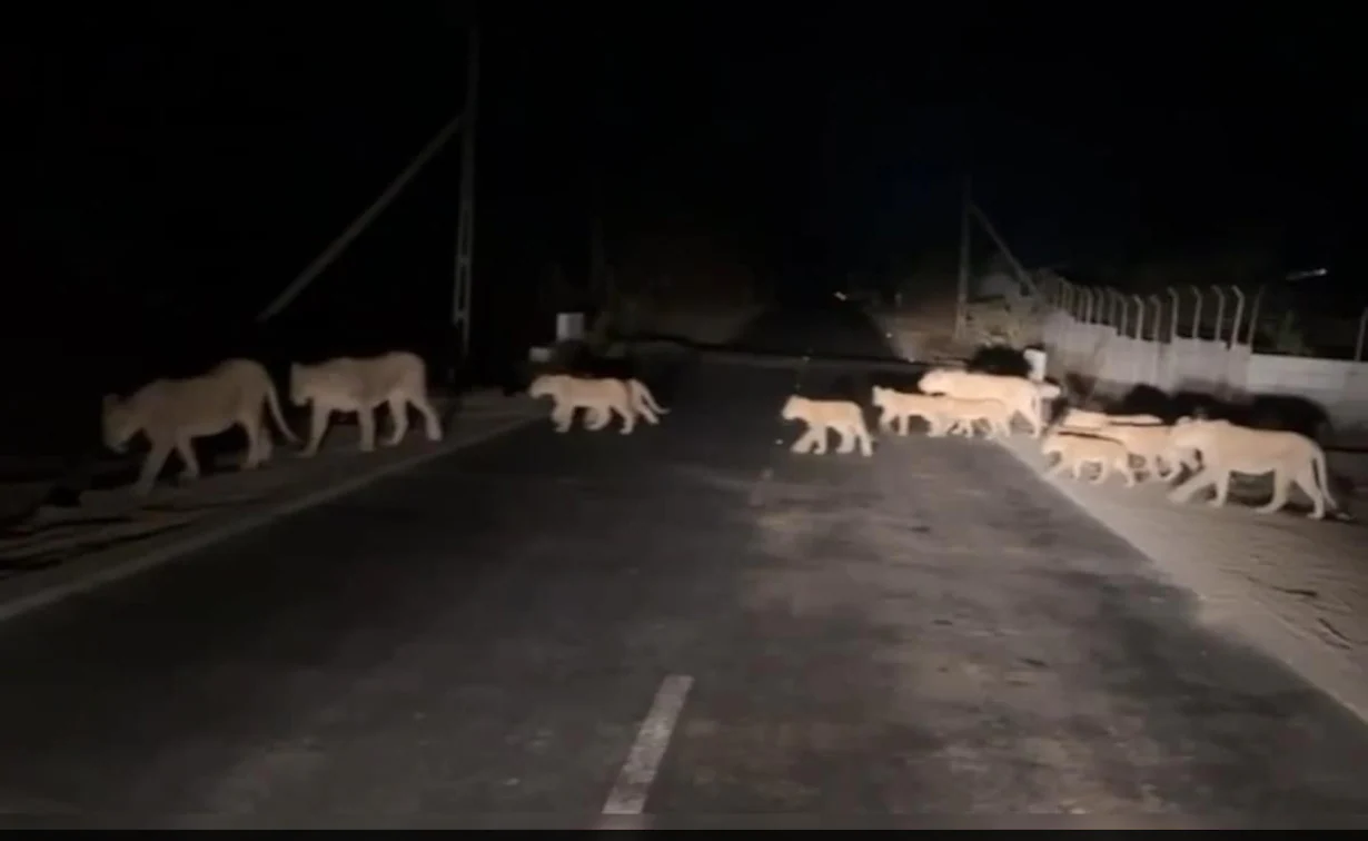 A pride of 14 lions, including lionesses and cubs, were caught on camera crossing a road near Gir National Park.