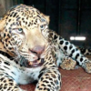 Ten large cats will be relocated from the MLRC in Pune to the Vantara Zoo in Gujarat's Jamnagar district.
