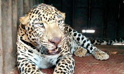 Ten large cats will be relocated from the MLRC in Pune to the Vantara Zoo in Gujarat's Jamnagar district.