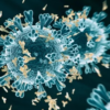 Six children have died in Gujarat from suspected Chandipura virus, which has afflicted around 12 persons in the state.