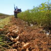 Groundnut sowing in Gujarat has increased significantly after two years, with farmers preferring this oilseed crop over cotton.