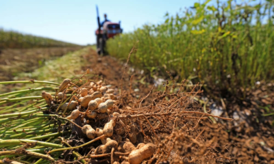 Groundnut sowing in Gujarat has increased significantly after two years, with farmers preferring this oilseed crop over cotton.