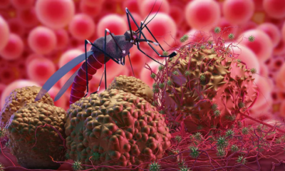 According to a recent bulletin, there have now been 37 confirmed cases of Chandipura Viral Encephalitis (CHPV) in Gujarat.