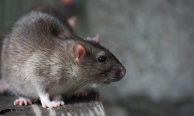 The Ahmedabad district, has officially prohibited the sale and usage of glutrap and gluboard for rat trapping.