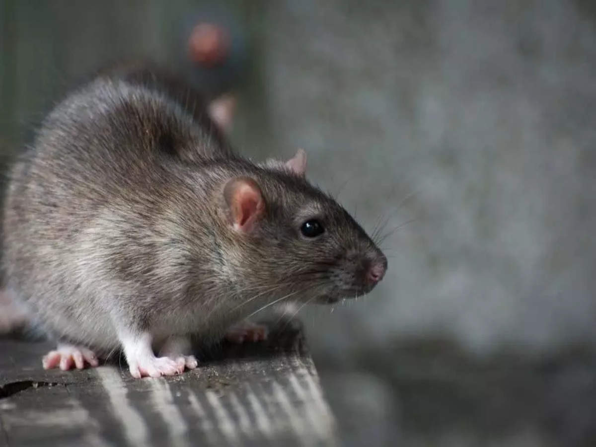 The Ahmedabad district, has officially prohibited the sale and usage of glutrap and gluboard for rat trapping.