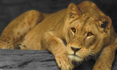 The kid was playing outside his hut in a farm area of Navi Jikadri village in the evening when the lioness attacked and took him away.