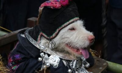 A centuries-old Miao tradition in Guizhou celebrates dogs as symbols of survival, gratitude, and harmony with nature.