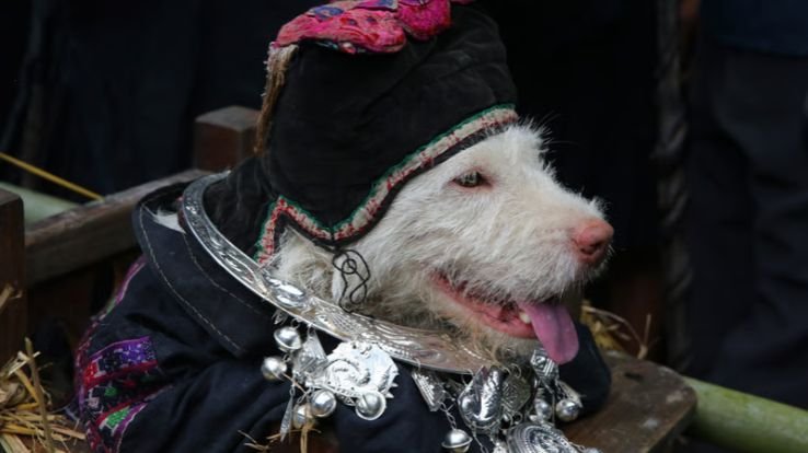 A centuries-old Miao tradition in Guizhou celebrates dogs as symbols of survival, gratitude, and harmony with nature.