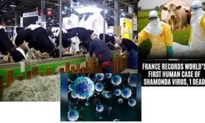 WHO probes transmission pathways and livestock risks.