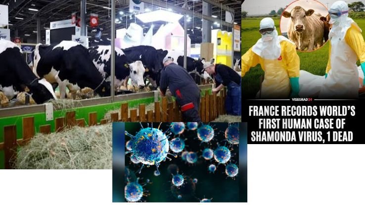 WHO probes transmission pathways and livestock risks.